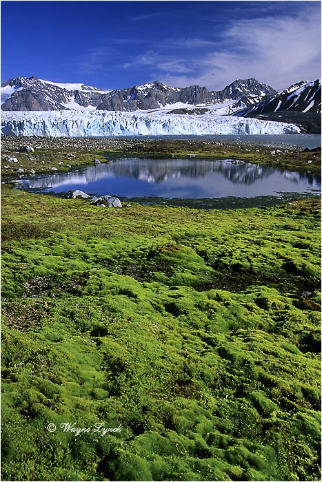 14th of July Glacier Svalbard Archipelago 103 by Dr. Wayne Lynch &copy;